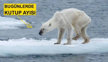 kutup ayıları aç kalıyor